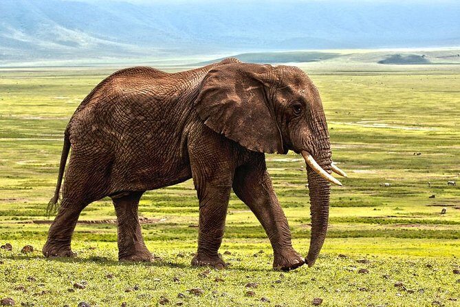 7 Days Tarangire, Serengeti, Ngorongoro & Manyara Camping Safari Tour Tanzania - Camping Life: Lodges One Night, Tents the Next