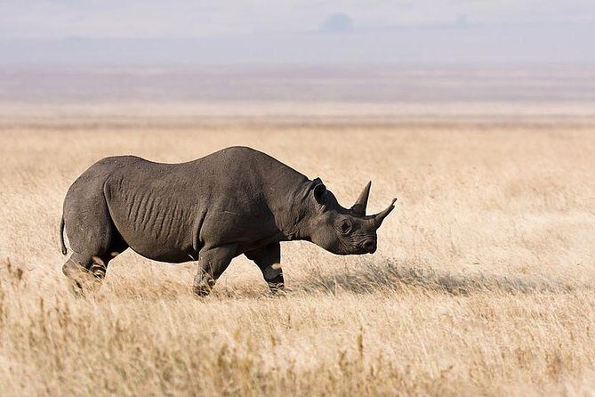 7 Days Tarangire, Serengeti, Ngorongoro & Manyara Camping Safari Tour Tanzania - Ngorongoro and Manyara: Variety After a Serengeti-Heavy Week