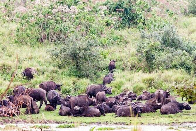 7 Days Tarangire, Serengeti, Ngorongoro & Manyara Camping Safari Tour Tanzania - Your Guide Makes or Breaks the Game-Viewing