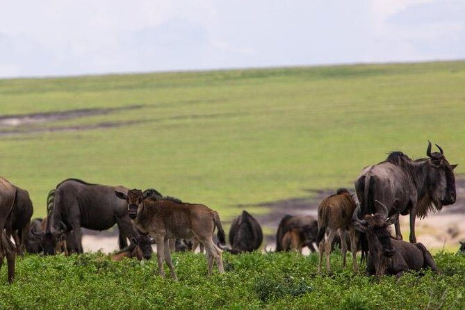 7 Days Tarangire, Serengeti, Ngorongoro & Manyara Camping Safari Tour Tanzania - Tarangire National Park: A First-Day Boost for Wildlife Energy