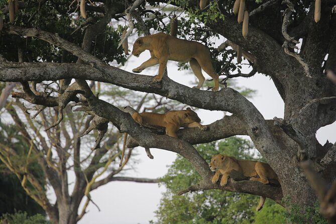 7 Days Wildebeest Migration - Ndutu Calving Season - Lake Manyara: forest-change-of-scene and elephant sightings