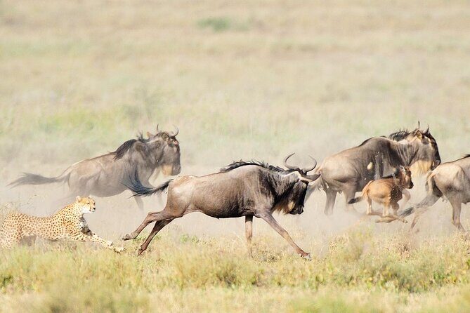 7Day Serengeti Migration (Ndutu), Crater, Hot Springs & City Tour - Key highlights worth clocking before you book