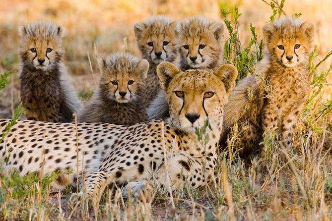 7Day Serengeti Migration (Ndutu), Crater, Hot Springs & City Tour - Sundowner in Ndutu: the moment you’ll remember later