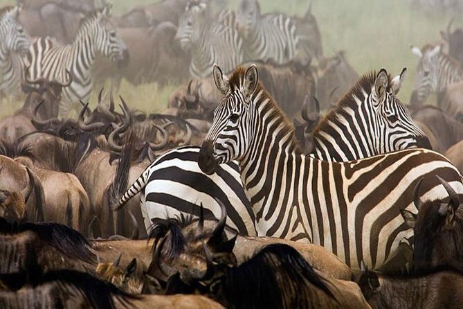 7Day Serengeti Migration (Ndutu), Crater, Hot Springs & City Tour - Tarangire: elephants, baobabs, and birdwatching with numbers