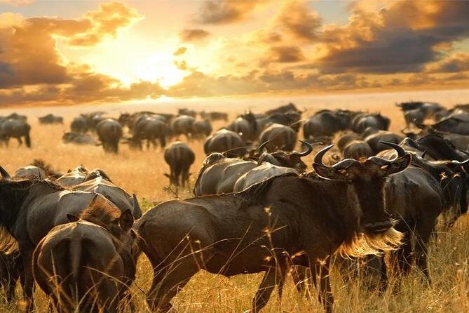 7Day Serengeti Migration (Ndutu), Crater, Hot Springs & City Tour - Materuni Waterfalls and Chemka Hot Springs: the decompression you need