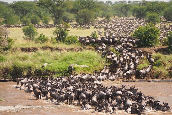 8-Day Grumeti Migration Safari-Luxury Tour May-July - Serengeti days built around big cats and the migration trail