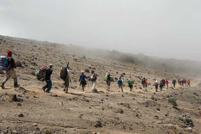8 Day Kilimanjaro Lemosho Climb - Shira Plateau Days 2 and 3: Heather Country and Jagged Cone Views