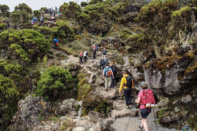 8 Day Mount Kilimanjaro Trekking Lemosho Route - Mweka Gate Descent to Moshi: Certificates, Mud, and the Final Walk (Day 8)