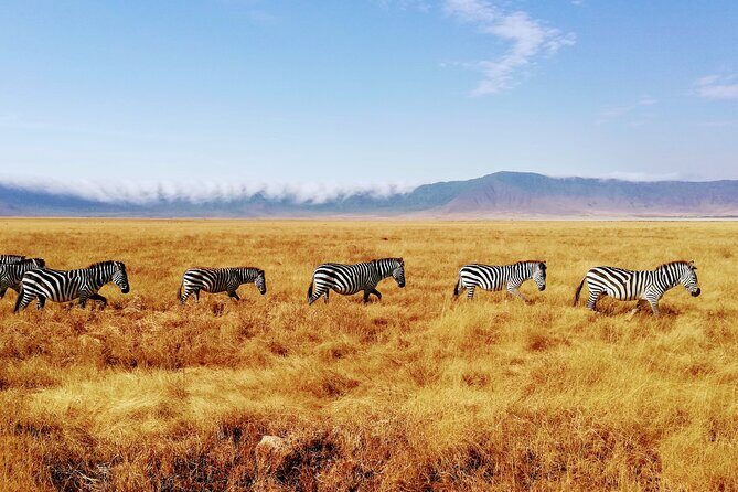 8-Day Private Guided Tanzania Safari with Pick Up - Serengeti National Park: Endless Plains and the Big Migration Question