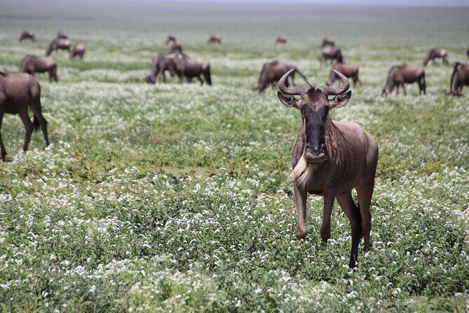 8-Day Private Guided Tanzania Safari with Pick Up - Full Serengeti Day With Early Start Options