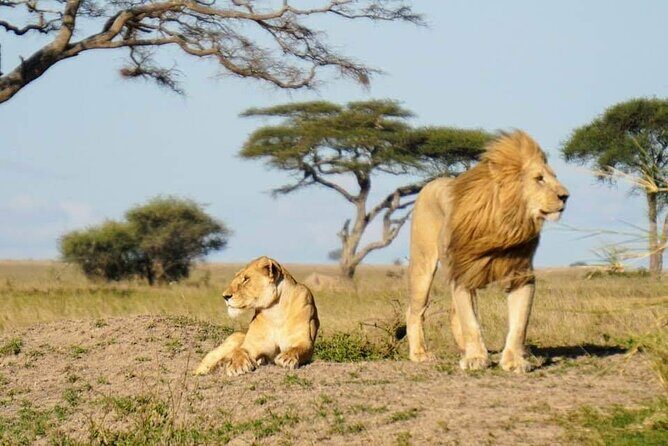 8-Day Private Guided Tanzania Safari with Pick Up - Ngorongoro Crater Day: A UNESCO Bowl Full of Big Animals
