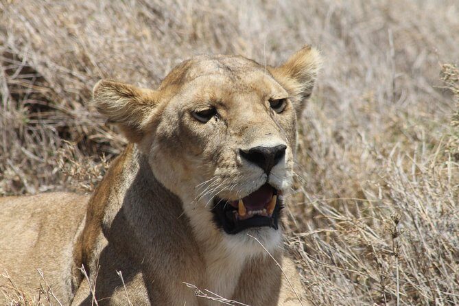 8 Day private wildebeest migration safari Serengeti Ngorongoro - Ngorongoro Crater: the 600-meter drop that turns spotting into theater