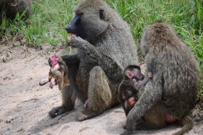 8 Day private wildebeest migration safari Serengeti Ngorongoro - Materuni Waterfalls and Chemka Hot Springs: your Tanzania reset button