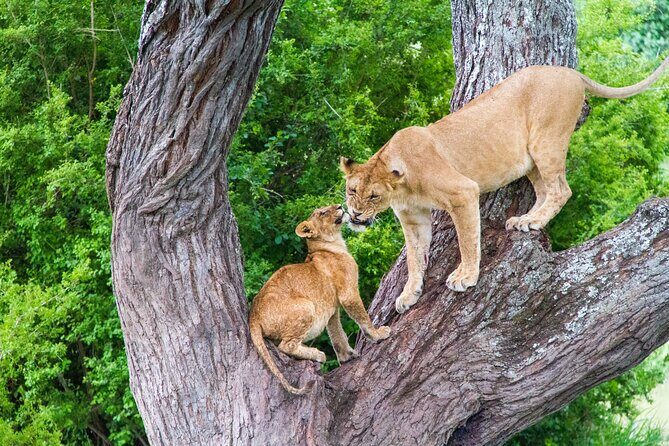 8 Day Safari The Best of Tanzania & Lake Eyasi - Lake Manyara: Fig Trees, Soda Lake, and Tree-Climbing Lions