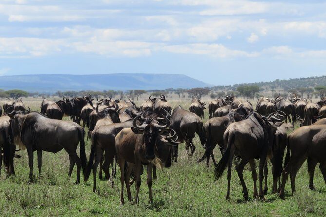 8 Day Tanzania Family Safari - Moshi to the northern parks: why this route works