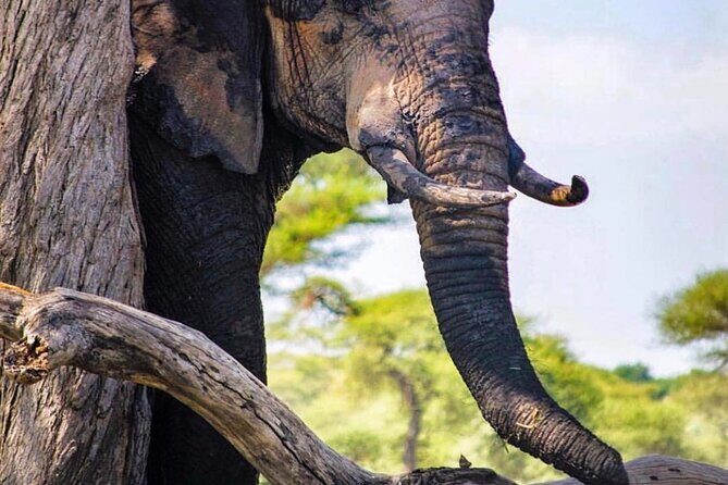 8-Day Tanzania Private Safari Tour with Airport Pickup - Tarangire National Park: baobabs, elephants, and a tight wildlife feel
