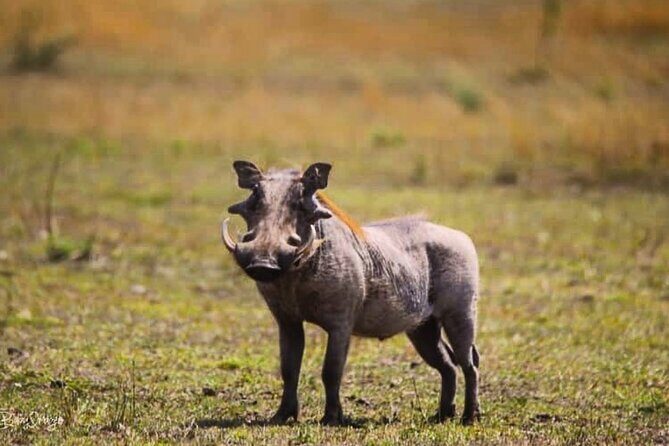 8-Day Tanzania Private Safari Tour with Airport Pickup - Where you sleep: full-board value and what it changes