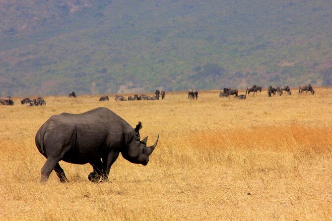 8 Days 7 Nights Tanzania Wildlife & Culture Lodge Safari - Setting off from Kilimanjaro: the real start is how you’re handled
