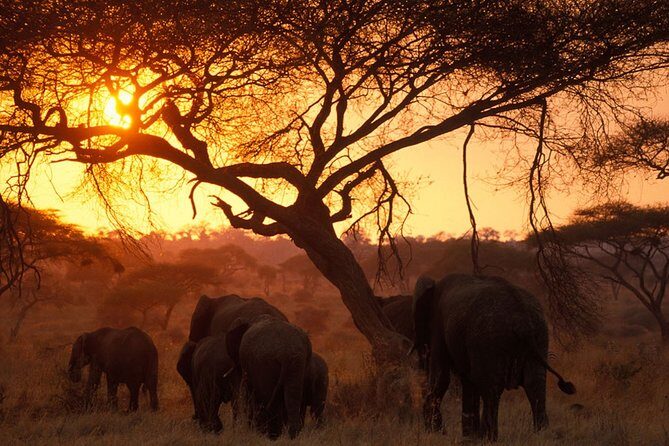 8 Days 7 Nights Tanzania Wildlife & Culture Lodge Safari - Karatu overnight: a good reset between the big icons