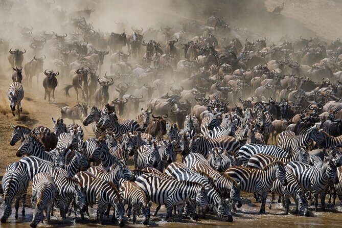 8 Days Follow the Wildebeest Migration River Crossing Safari - Central Serengeti: resident wildlife, bird life, and kopje energy