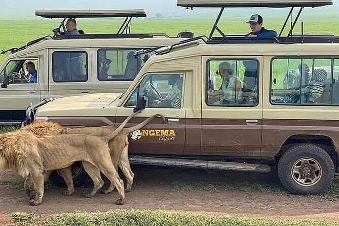 8 Days Follow the Wildebeest Migration River Crossing Safari - Lodging inside Serengeti: Embalakai vs Serengeti Serena and why it pays