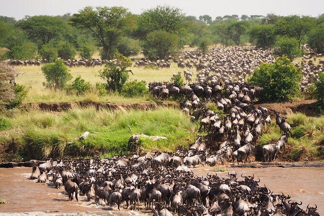 8 Days Follow the Wildebeest Migration River Crossing Safari - Price and logistics: where the value is real, and where you still spend extra