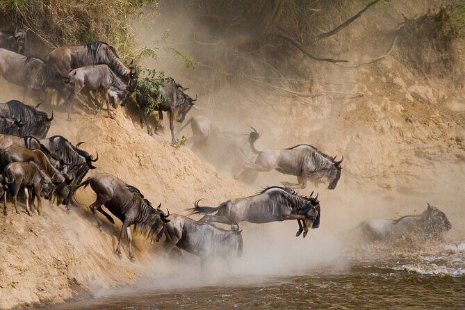 8 Days Follow the Wildebeest Migration River Crossing Safari - Serengeti game drives start with resident wildlife, then shift to migration