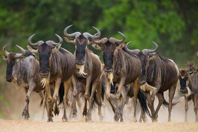8 Days Great Migration - Grumeti River - Great Migration at Grumeti: what you’re really signing up for