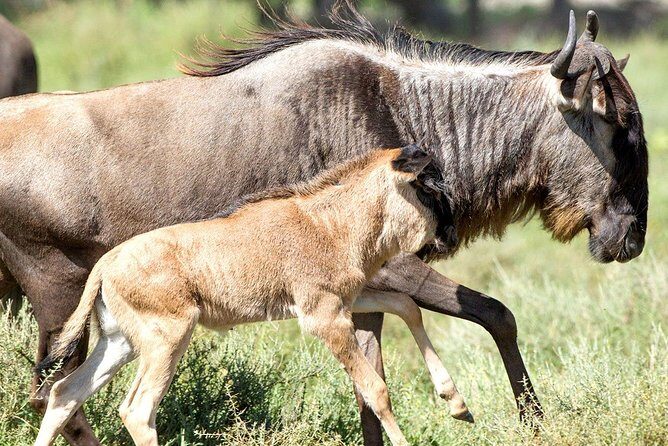 8 Days Great Migration - Grumeti River - The open-roof 4x4 + unlimited driving that can change your day