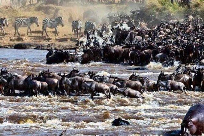 8 Days Great Wildebeest Migration - Mara River Crossing - Private guiding and real-world park logistics (how you spend your time)