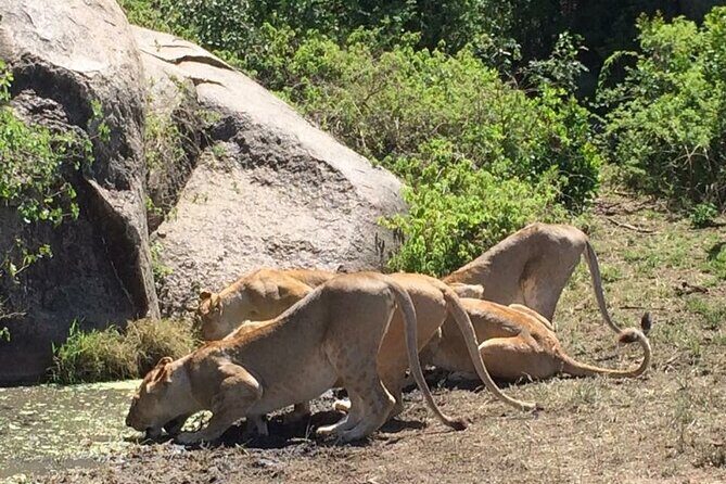 8 Days Green Season Offer - Luxury Serena Safari - Day 6 Ngorongoro Conservation Area: Olduvai Gorge stops and the rim lodge