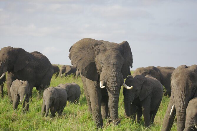 8 Days Green Season Offer - Luxury Serena Safari - Day 7 Ngorongoro Crater floor: black rhino, flamingos, and a shade story
