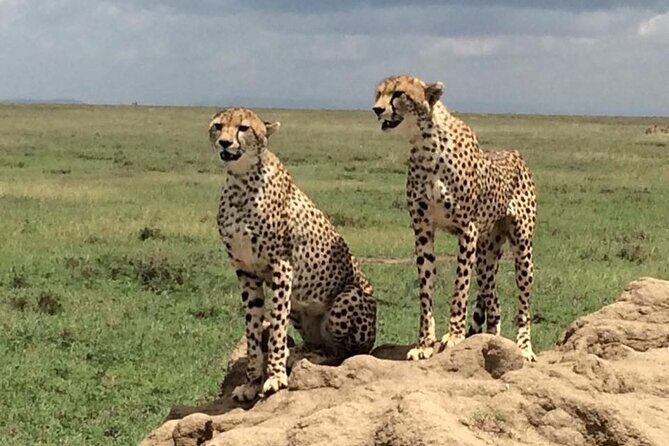 8 Days Green Season Offer - Luxury Serena Safari - Day 8 Tarangire: baobabs, elephant concentration, and off-route calm