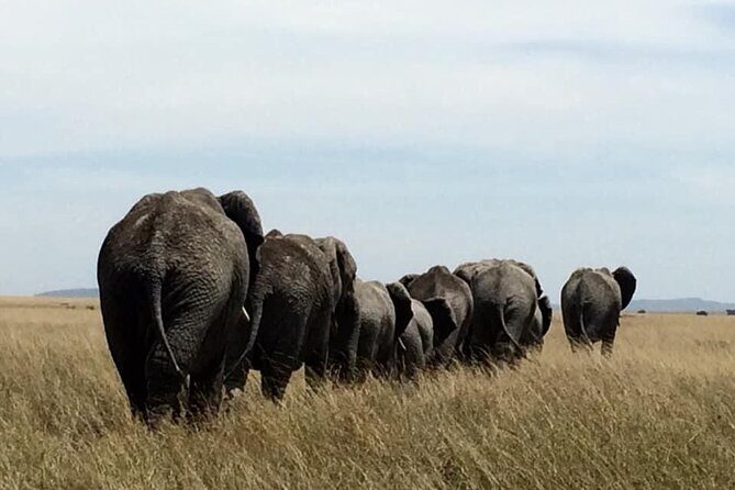 8 Days Green Season Offer - Luxury Serena Safari - Day 1 in Arusha: land, reset, and get your bearings