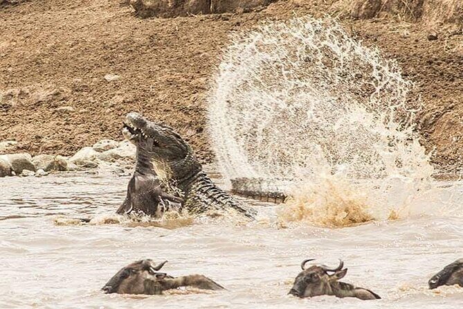 8 Days, Migrations Safari-River crossing -(July to October) - Day 1: Tarangire National Park’s Baobabs and That Always-On River