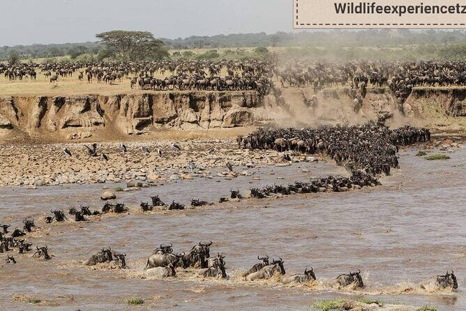 8 Days, Migrations Safari-River crossing -(July to October) - Days 4 and 5: Mara River Crossing Days—Where Luck Plays a Role