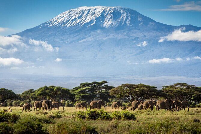 8 Days Mt Kilimanjaro Climb - Lemosho Route - Moshi base, private airport transfers, and that first night calm
