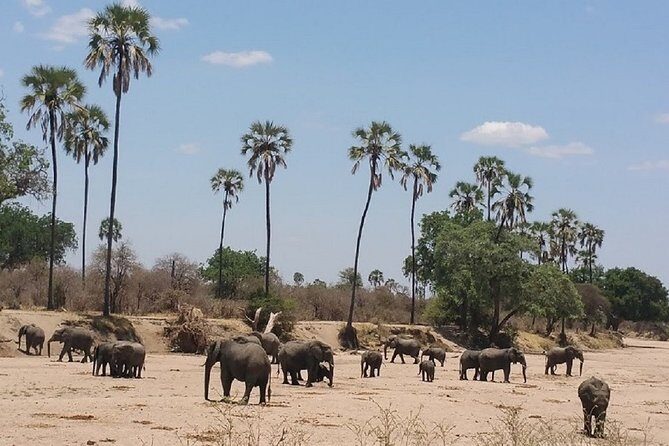 8 Days Safari to Mikumi NP, Ruaha NP and Nyerere NP + Isimila Stone Age Site - Key things that make this safari worth your time