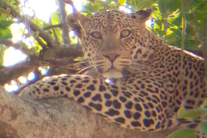 8 Days Safari to Mikumi NP, Ruaha NP and Nyerere NP + Isimila Stone Age Site - Why this southern Tanzania route hits different