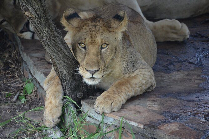 8 Days Safari to Mikumi NP, Ruaha NP and Nyerere NP + Isimila Stone Age Site - Days 3–4: Ruaha National Park and the predator mix (plus kopjes and baobabs)