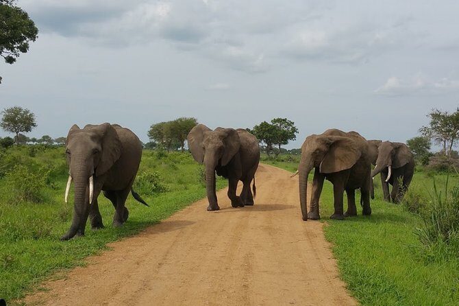 8 Days Safari to Mikumi NP, Ruaha NP and Nyerere NP + Isimila Stone Age Site - Day 5: Isimila Stone Age Site (museum intro, canyon walk, and bird watching)