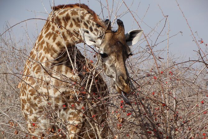 8 Days Safari to Mikumi NP, Ruaha NP and Nyerere NP + Isimila Stone Age Site - Day 6: Selous Game Reserve and the long, wild road into remoteness