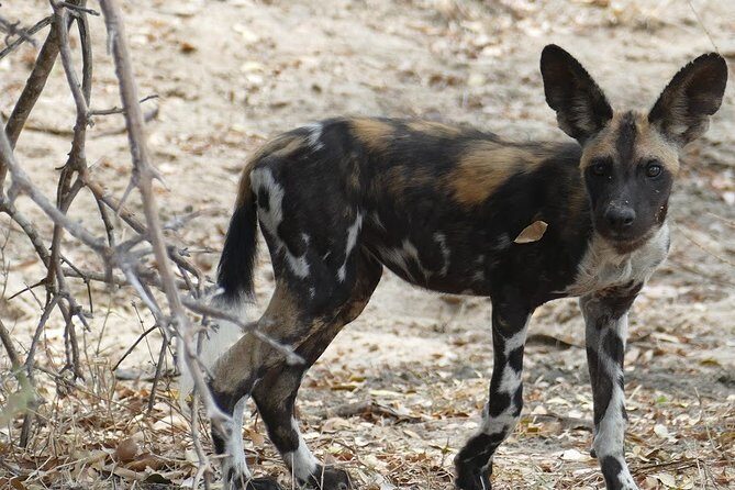 8 Days Safari to Mikumi NP, Ruaha NP and Nyerere NP + Isimila Stone Age Site - Day 7: 4WD game drive plus Great Rufiji boat safari
