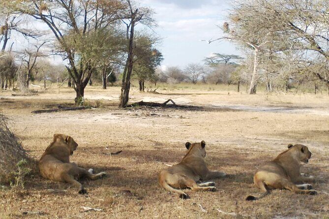 8 Days Safari to Mikumi NP, Ruaha NP and Nyerere NP + Isimila Stone Age Site - Day 8: Walking safari with an armed ranger, then back to Dar es Salaam