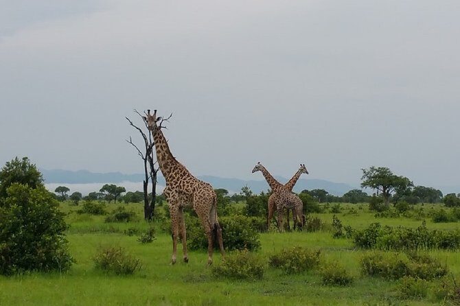 8 Days Safari to Mikumi NP, Ruaha NP and Nyerere NP + Isimila Stone Age Site - Day 1: Mikumi National Park and the hippo pool at golden hour