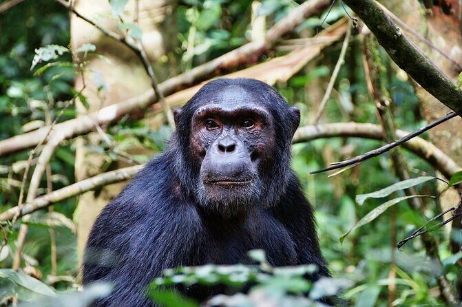 8 Days Safari to Mikumi, Ruaha & Udzungwa Mountains - Key Points You Should Know Before You Go