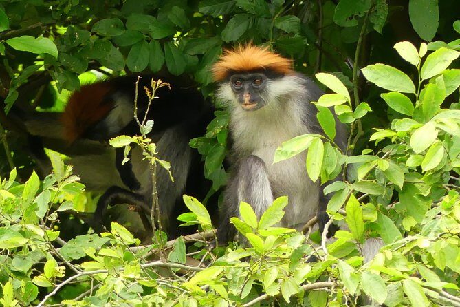 8 Days Safari to Mikumi, Ruaha & Udzungwa Mountains - Udzungwa Mountains National Park: Sanje Waterfalls and a Real Trek