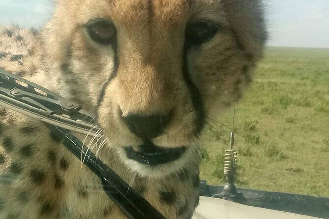 8 Days Tanzania Adventure Tented Camps Safari - Lake Manyara Game Drives: Birdlife, Rift Cliffs, and the Tree-Climbing Lions Chance