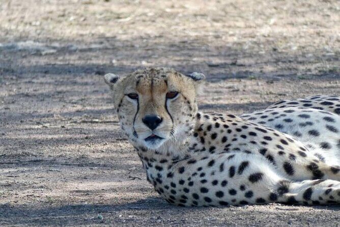 8 Days Tanzania Adventure Tented Camps Safari - Serengeti + Olduvai Gorge: The Human Past Meets the Big Plains