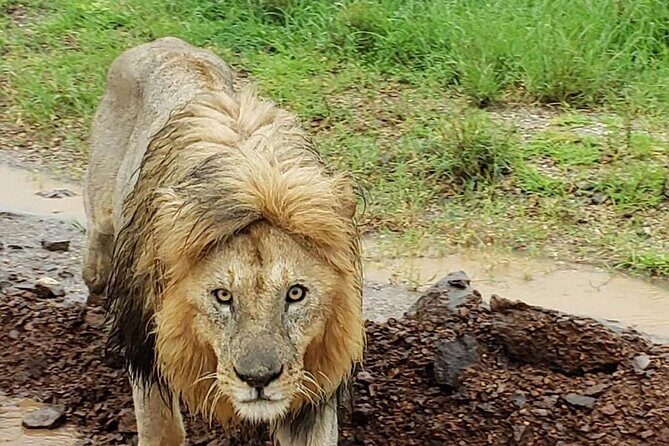 8 Days Tanzania Adventure Tented Camps Safari - Ngorongoro Crater Descent: Predators, Rhino Chances, and the Giraffe Problem